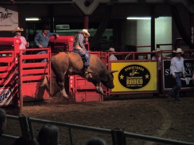 Bull riding